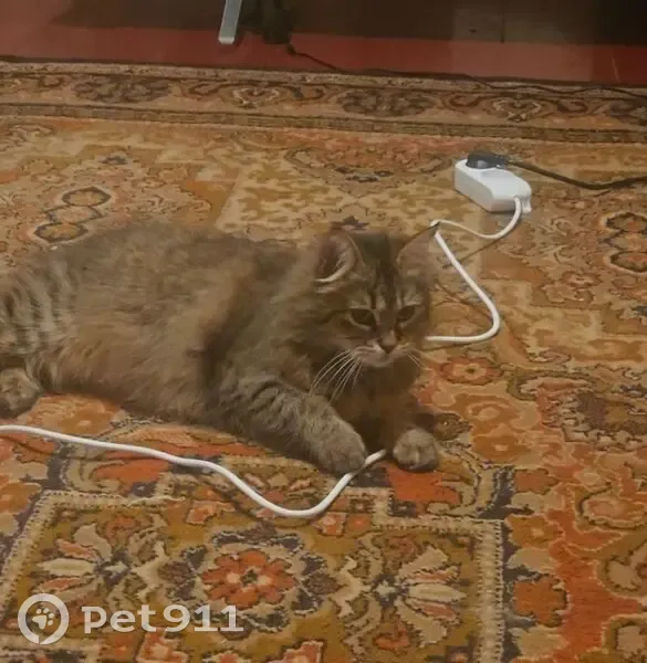 Зникла кішка, Діамантна вулиця, 10, Дніпро - зникла 25 квітня - photo