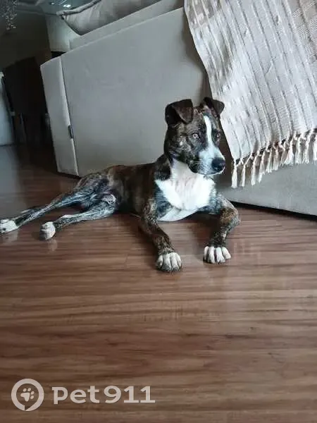 Cachorro encontrado Macho (brf002695) - photo