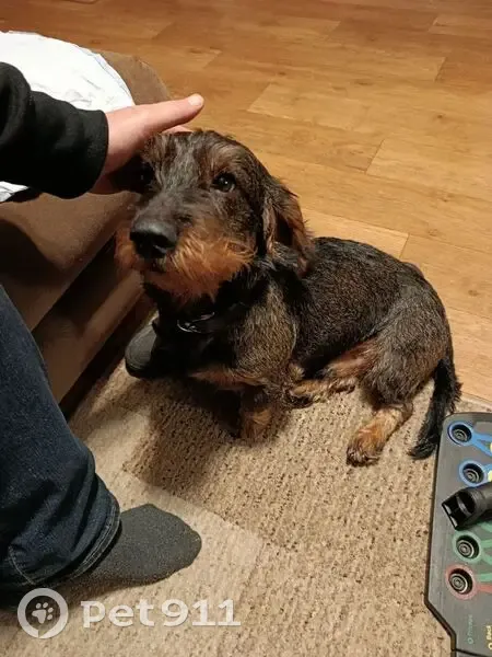 Зникла собака, Очеретувате - охотник, без ошейника - photo