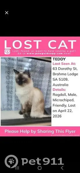 Lost male cat, Salisbury, South Australia - desexed and microchipped - photo