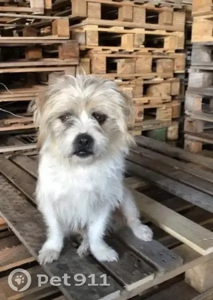 Perdido perro, Calle Julio Cesar, 9, El Ejido - photo