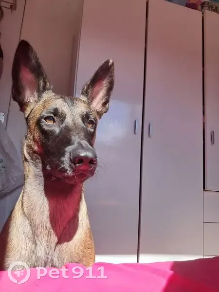 Perdido perro hembra, Santander, Cantabria - malinois de dos años - photo