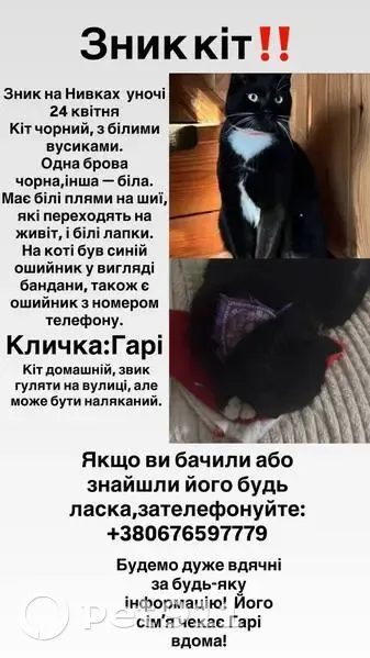 Зникла кішка, вулиця Василя Данилевича, 67, Київ - має білі носочки - photo