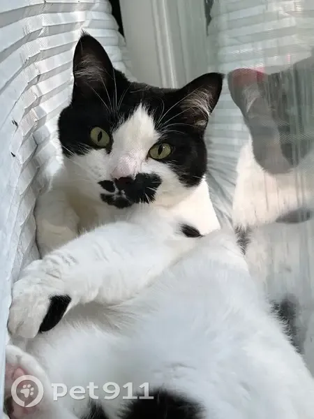 Lost cat, North Vickeryville Road, 305, Elm Hall - female with black spots - photo