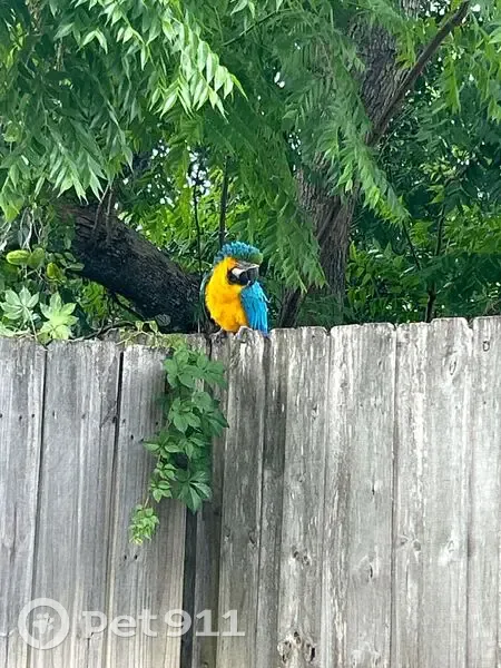 Lost bird, Blossom Lane, Winter Park - blue and gold macaw - photo
