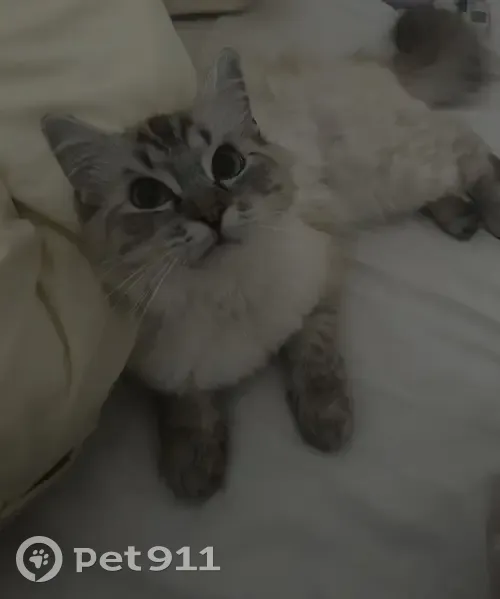 Lost cat, Castle Hill, Sydney - female with pink collar - photo