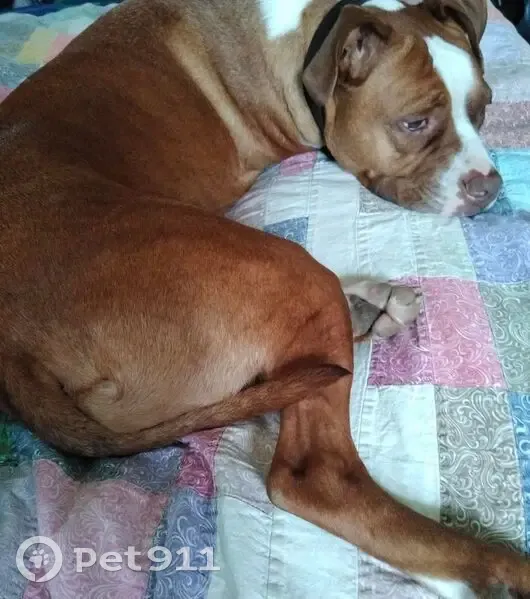 Lost dog, Goat Hollow Road, Center Valley - Ruby-red amstaff and Jax-Jack Russell mix - photo