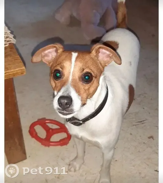 Lost dog, North Goat Hollow Road, Martinsville - Jack Russell Mix, 3yrs old - photo