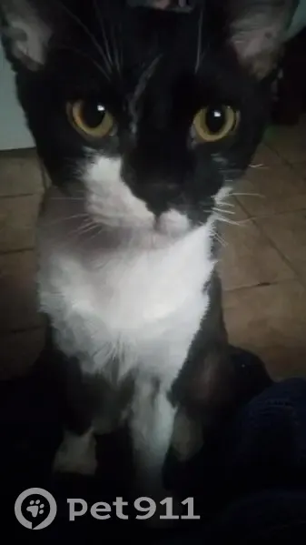 Lost cat, Woody Avenue, 1418, Louisville - male with a blue collar - photo