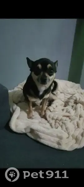 Perdido perro macho, Calle Escuelas, Recas, Toledo - photo