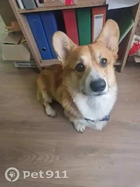 Зникла собака, вулиця Левада, Узин - рудо-білий бобтейл без хвостика - photo