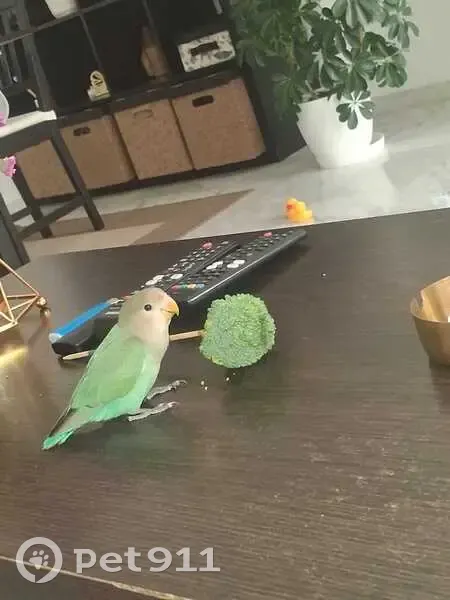 Perdida ave, Calle Canónigo, Dos Hermanas, Sevilla - inseparable verde de 3 meses - photo