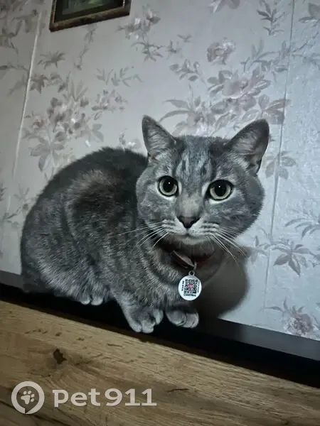 Зникла кішка, вулиця Євгена Коновальця, 255, Івано-Франківськ - сірий полосатий з червоним ошийником - photo