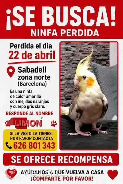 Ave perdida, Carrer dels Andes, Sabadell - ninfa amarilla perlada - photo