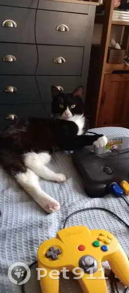 Lost male cat, Oval Road North, Dagenham - black and white, indoor - photo