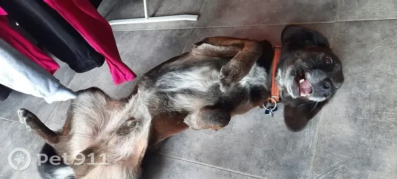 Chien perdu, La Salvetat-sur-Agout, Occitanie - mâle - photo