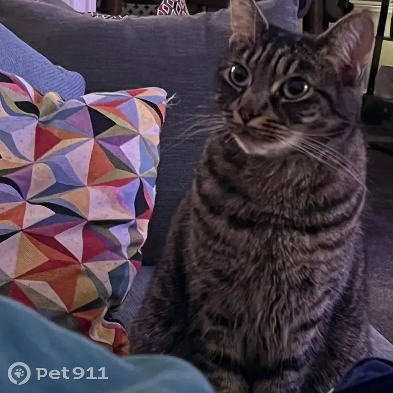 Lost female cat, Duffield Road, Manchester - small, shy tabby - photo