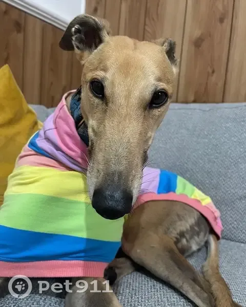 Lost dog, Pakenham Road, 375, Cardinia, Pakenham - female greyhound - photo