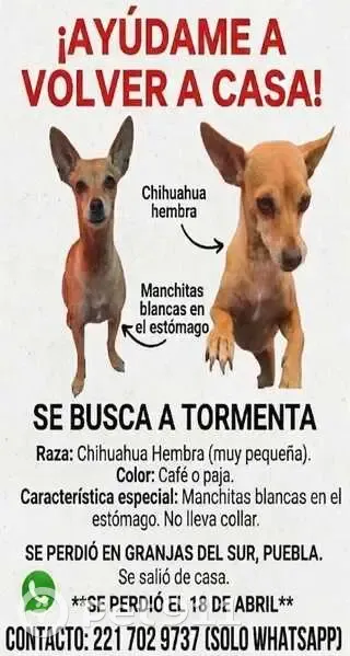 Perdido perro hembra, Calle Morelos, Puebla de Zaragoza - photo