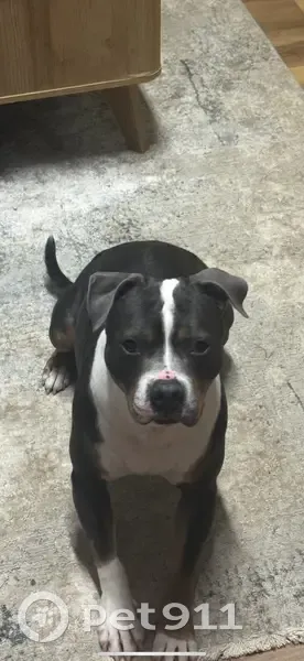 Lost female dog, Featherbed Lane, Winchester - Molly, Grey/brown/white Pitt Terrier - photo