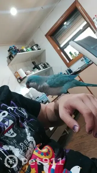 Lost bird, Lafitte Way, Playford, Strathfield - male with blue top and grey bottom - photo