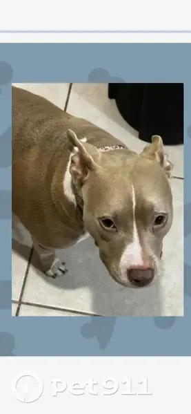 Lost dog, First Street, Fort Myers - female red Nose pitbull named Marlee - photo