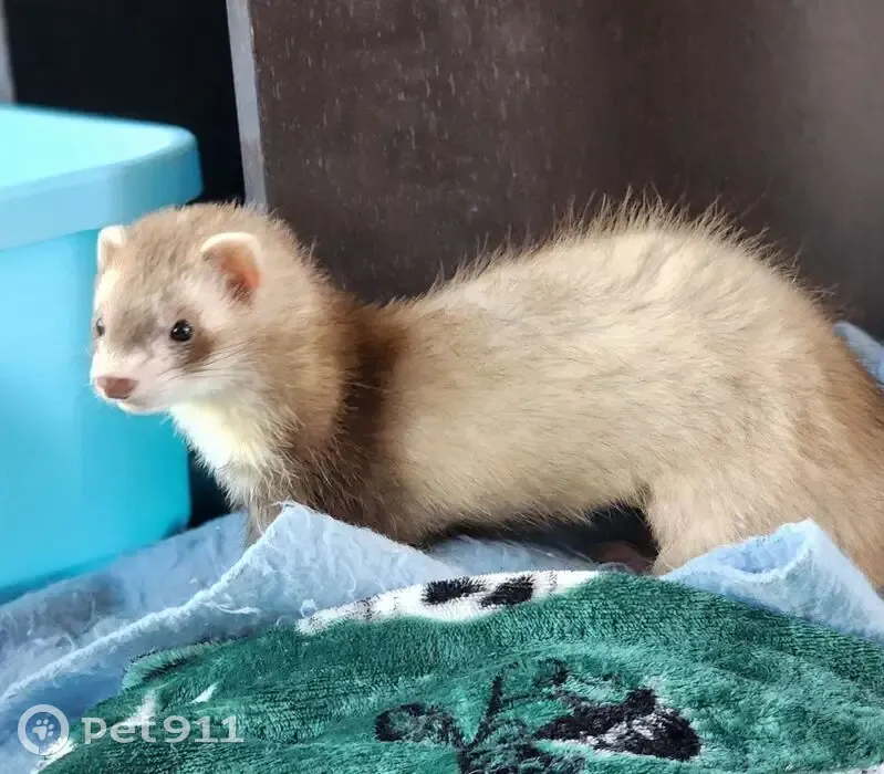Lost bird, Austin Bluffs and Research, Colorado Springs - light in color with white booties - photo