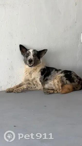 Cachorro encontrado Macho (brf002698) - photo