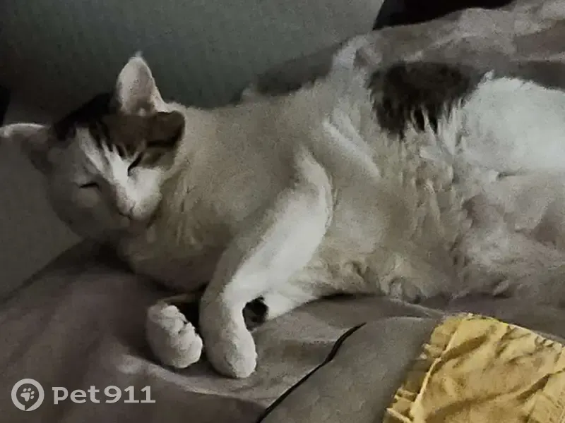 Lost cat, South Blackwelder Avenue, Oklahoma City - male, about 12 pounds - photo