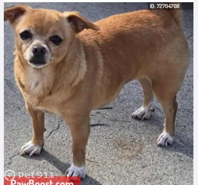 Lost dog, South Ditman Avenue, 730, Los Angeles - reddish brown/white with white paws - photo