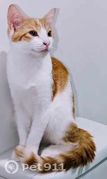 Lost cat, Archer Crescent, Ipswich - male with a ginger spot - photo