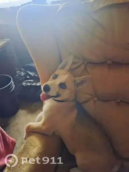 Lost female dog, Jackson Street, 795, Hilltop - tan/white with black collar - photo