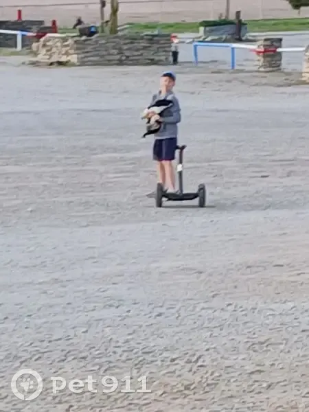 Lost dog, US 281, Stephenville - male black and white cowboy corgi - photo