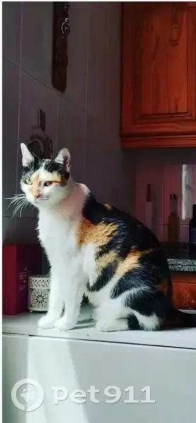 Perdido gato, Arona, Canarias - hembra tricolor - photo