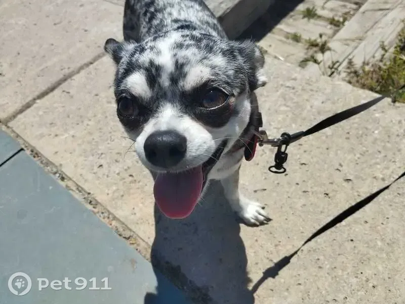 Perdido perro, Carrer de Salou, 7B, Gavà, Castelldefels - Chihuahua masculino - photo