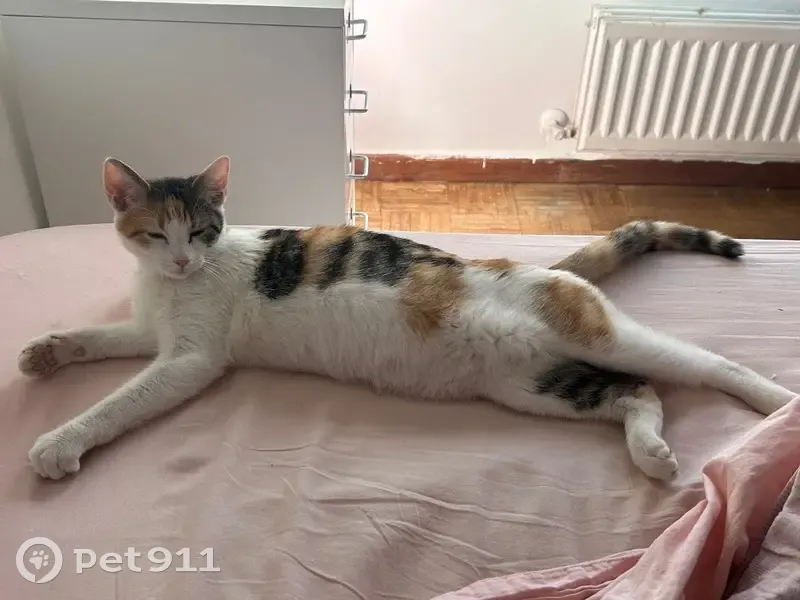 Gato perdido Hembra, Madrid (sl495670) - photo