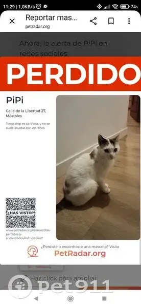 Perdido gato hembra, Calle de la Libertad, 27, Móstoles - blanca moteada de negro y marrón - photo