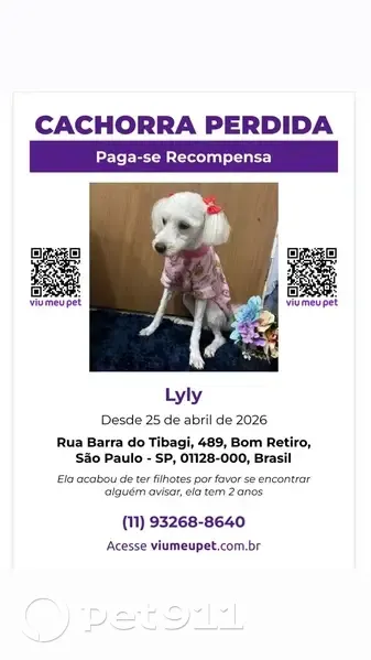 Cachorro perdido Fêmea (brl002701) - photo