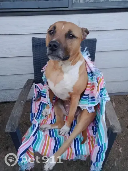 Lost dog, Freeman Street, Sydney - female with brown coat - photo