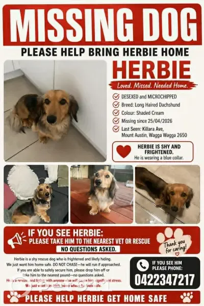Lost dog, Killara Avenue, Wagga Wagga, Sydney - shaded-cream long haired dachshund - photo