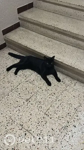 Chat trouvé, Chemin du Coton Rouge, Aix-en-Provence - jeune mâle castré - photo