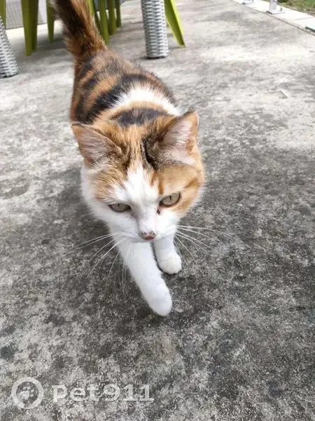 Chat perdu, Route de Siest, 511, Heugas - chatte tricolore craintive - photo