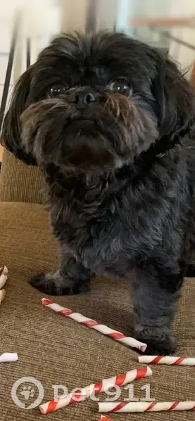 Lost dog, East Main Street, Mendon - black Shih Tzu with harness - photo