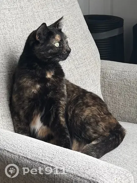 Lost cat, Bay Meadows Drive, Converse - female, indoor and chipped - photo