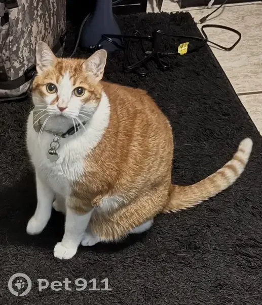 Lost male cat, Indian Lakes Drive, Jacksonville - 20lbs with collar - photo