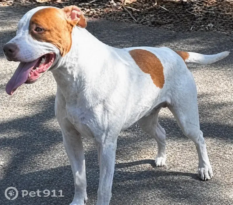 Lost dog, Leumeah Avenue, Morisset - male, 13 months old - photo