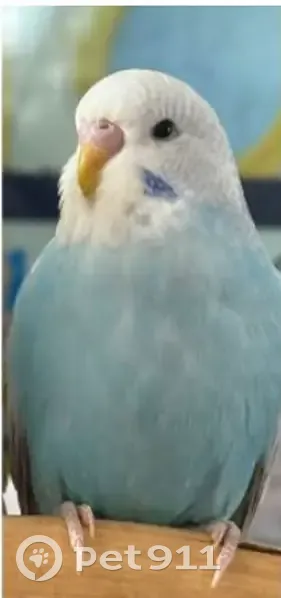 Lost bird, Broomsleigh Street, Kew Green - 5 months old - photo