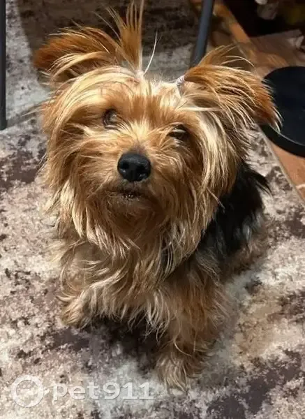 Зникла собака, проспект Металургів, 1, Кривий Ріг - порода йокшерський тер'єр - photo