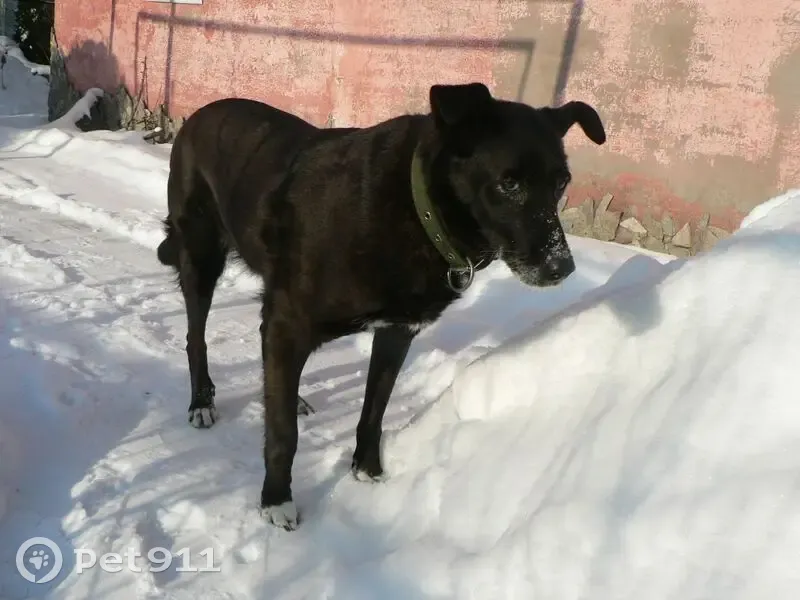 Зникла собака, Оболонська вулиця, Мерефа - чорного окрасу, 12 років - photo