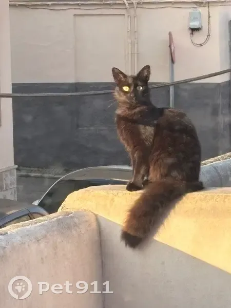 Perdido gato, Carrer de na Comtessa, 68, Manacor - hembra sorda - photo